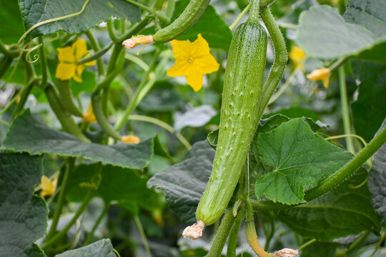 蔬菜种植绿色植物黄瓜