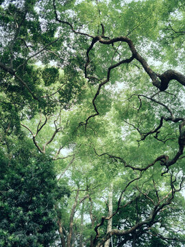 公园里的植物