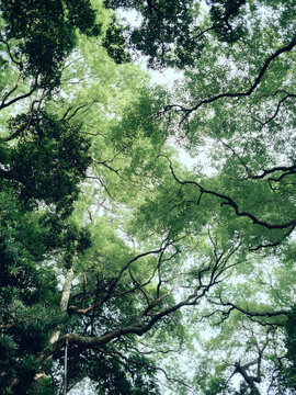 公园里的植物