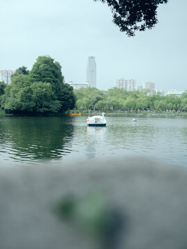 湖中的游船和岸边的植物