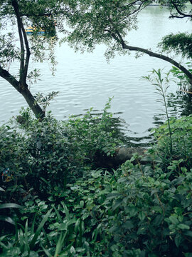 公园里的植物和水面