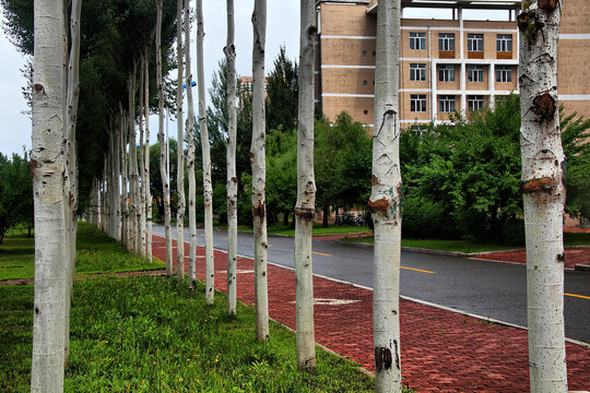 路旁白杨与远处建筑风景