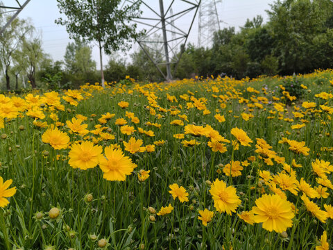 大花金鸡菊