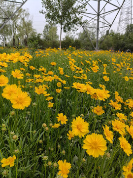 大花金鸡菊