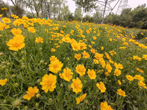 大花金鸡菊