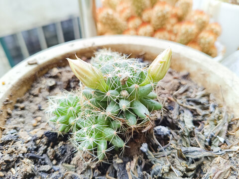 仙人球