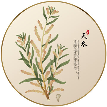 手绘中草药天冬养生药材
