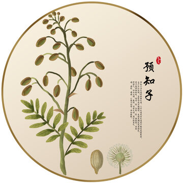 手绘中草药预知子养生药材