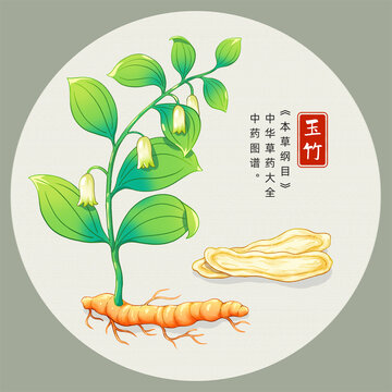 玉竹插画手绘