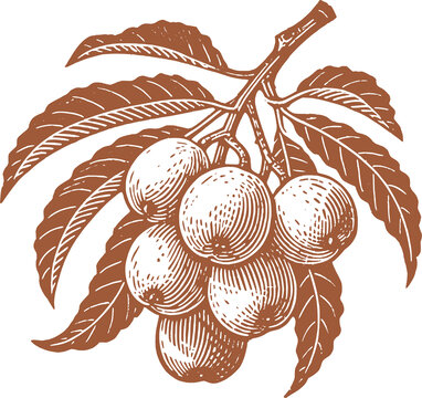 矢量枇杷插画