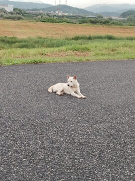 公路上休憩的白色小狗