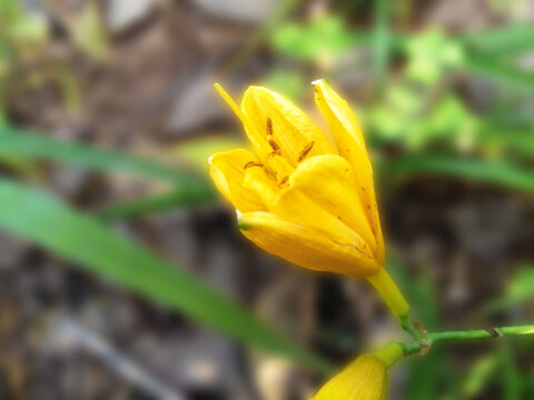 萱草
