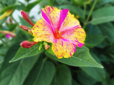 紫茉莉