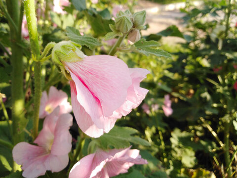 阳光下绽放的粉色蜀葵花