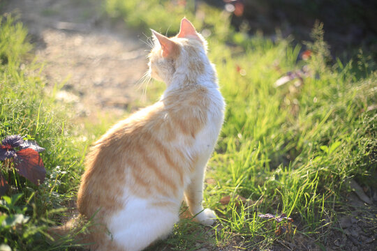 阳光下草地上的可爱猫咪