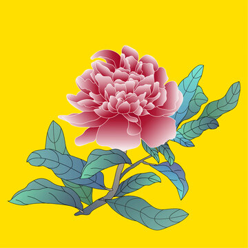 手绘粉色牡丹花卉图