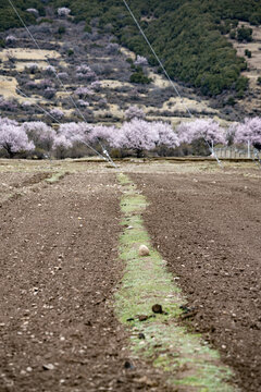 通向桃花村的道路