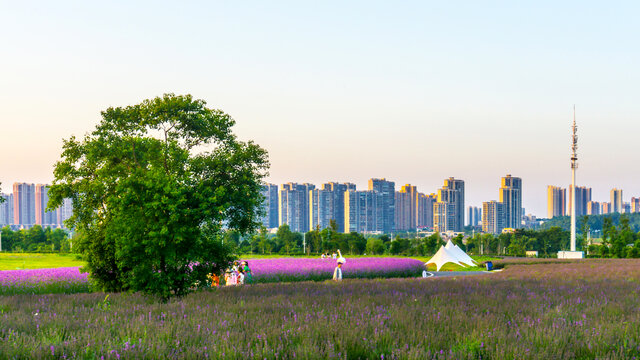 夕阳中紫兮庄园