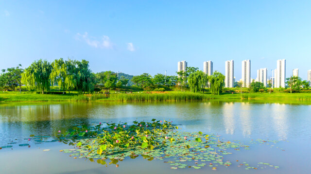 月亮岛风景区荷塘