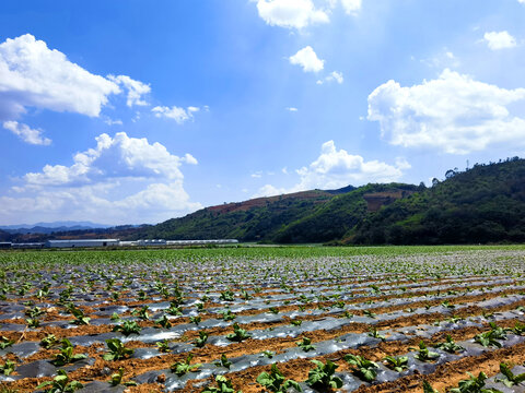 烟草基地