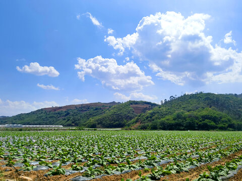 烤烟种植基地