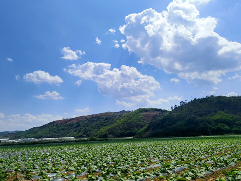烤烟种植基地