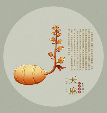 手绘中药材天麻插画图