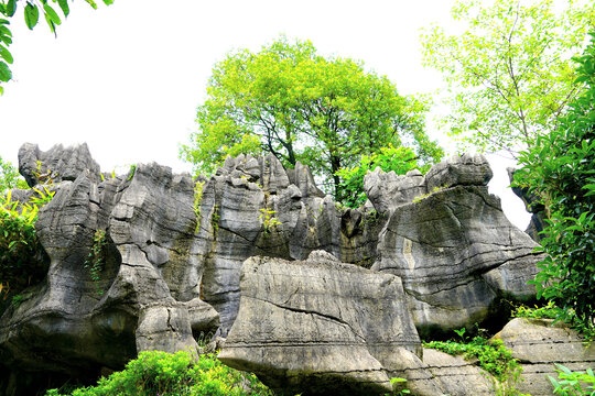 嶙峋怪石与葱郁绿植景观