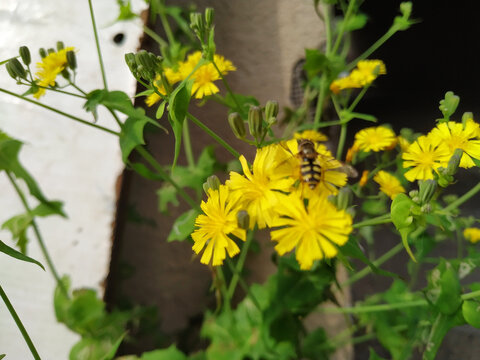 黄花上的蜂类特写
