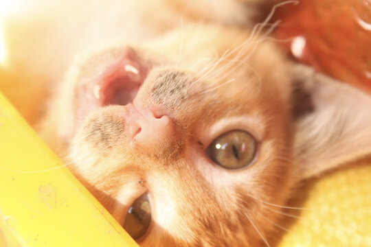 仰头的可爱小橘猫