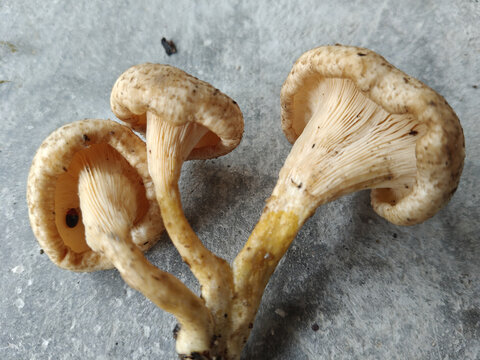 白蘑菇