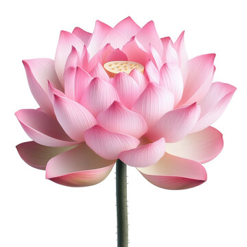 [免抠素材]美丽的粉红色莲花花卉图像