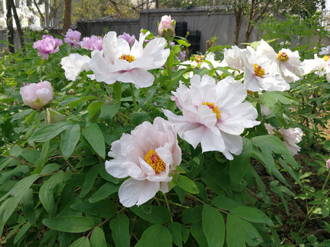 牡丹花
