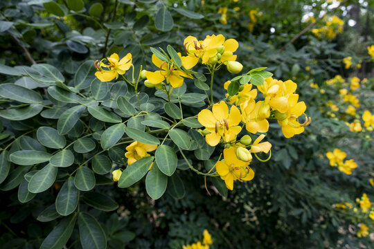 双荚决明