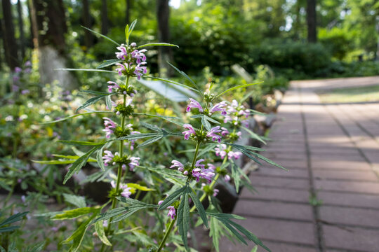 益母草