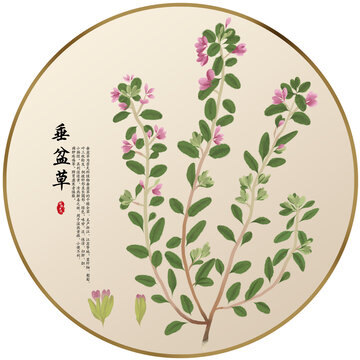 手绘中草药垂盆草养生药材