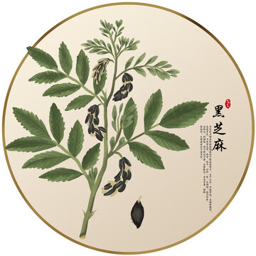 手绘中草药黑芝麻养生药材