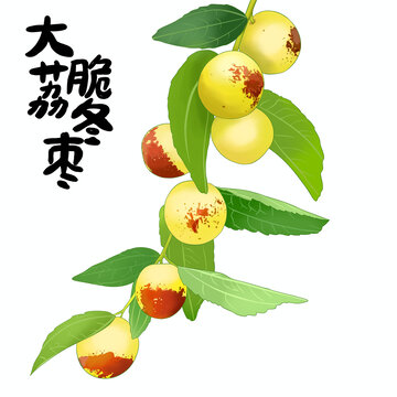 大荔冬枣脆冬枣枣子手绘插画