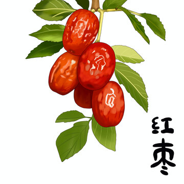 红枣枣子手绘红枣树一串红枣插画
