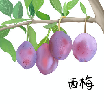 树上的新疆法兰西梅水果包装手绘插画