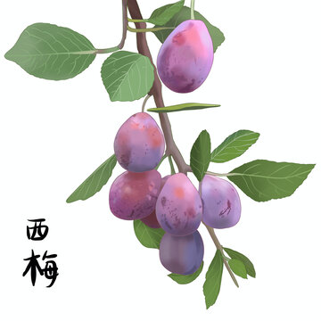 新疆法兰西梅水果包装手绘插画