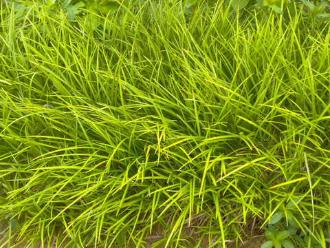 吉祥草