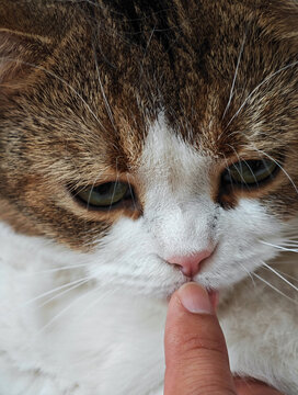 手指轻触猫咪可爱瞬间
