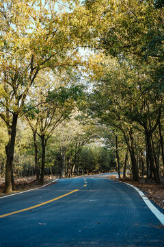 秋日林荫下的静谧公路