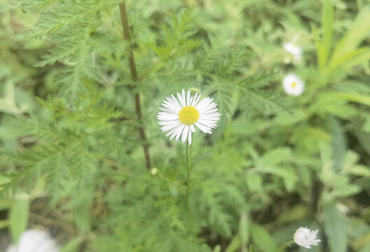 清新小白菊