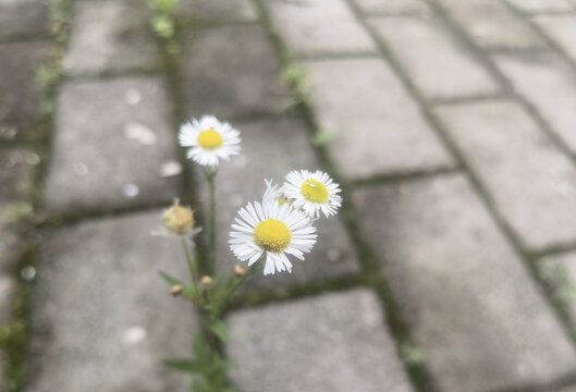 砖缝中绽放的小雏菊