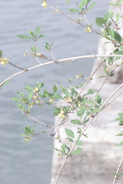 水边绽放的嫩绿花枝