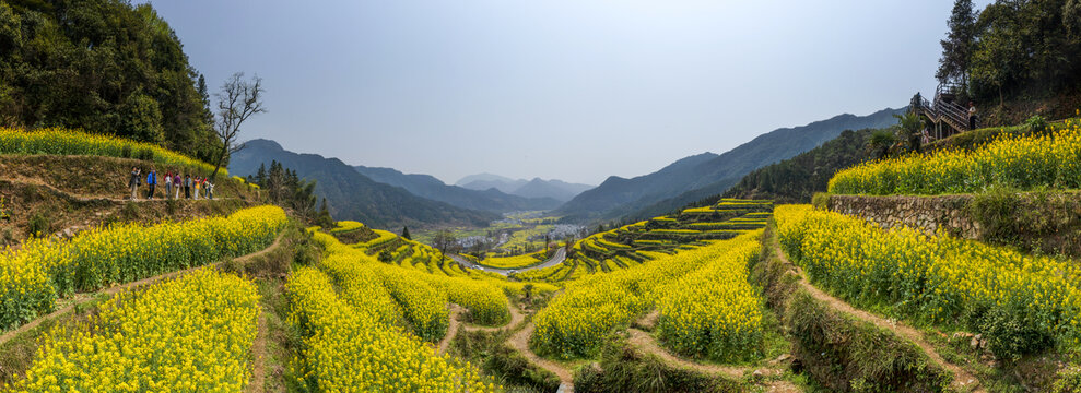 宽幅梯田油菜花海的春日风光