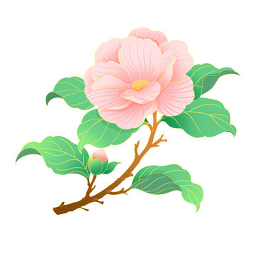 粉色娇艳牡丹花插画