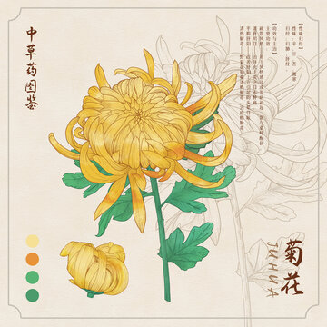 菊花草药插画图鉴